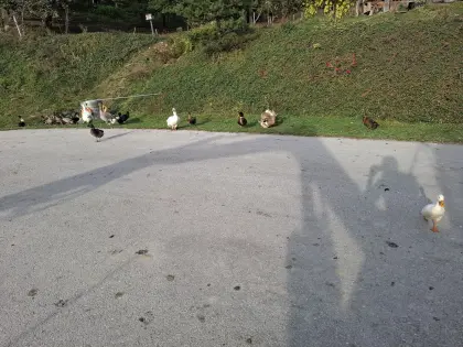Enten