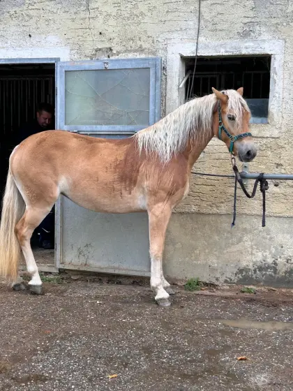 Haflinger-Stute