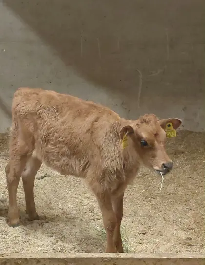 Jerseykalb