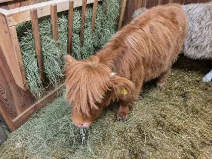 Mini-Hochlandrind, Mini Highland