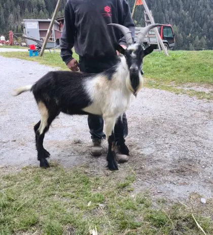 Pfauenziegenbock