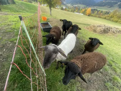 Jungwidder