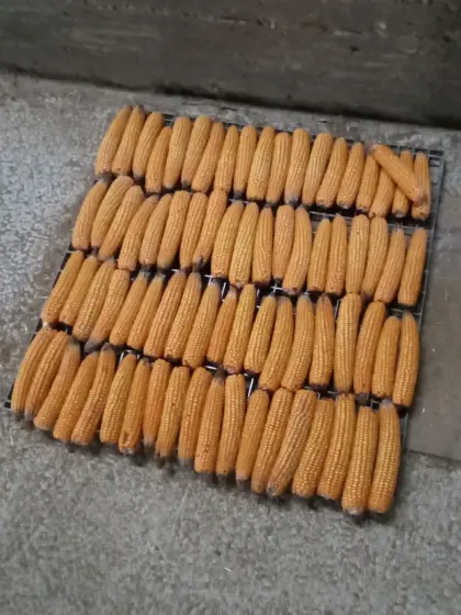 Maiskolben-Snack