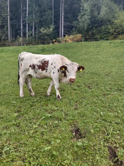 Bio Pustertaler Sprinzen