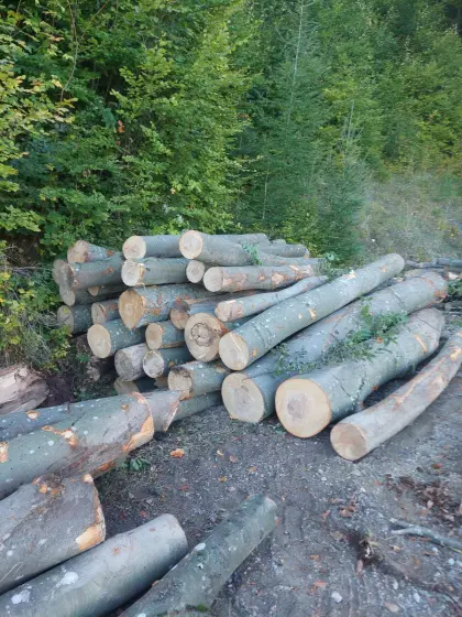 Buchenholz für Brennholzproduktion 60 fm