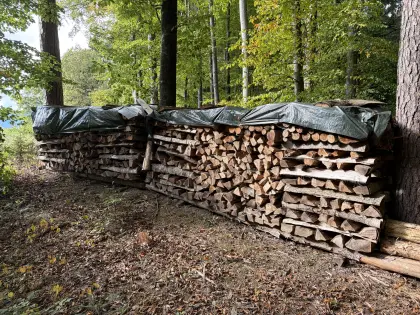 Buchenholz