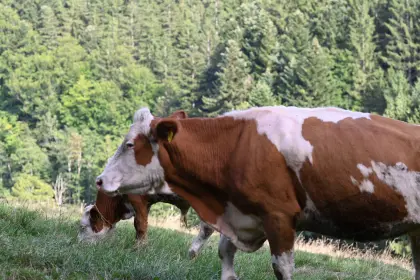Bio-Mutterkühe