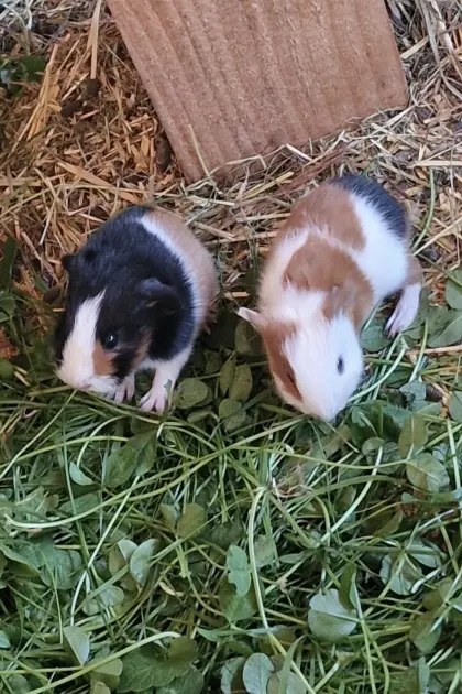 Junge Meerschweinchen abzugeben