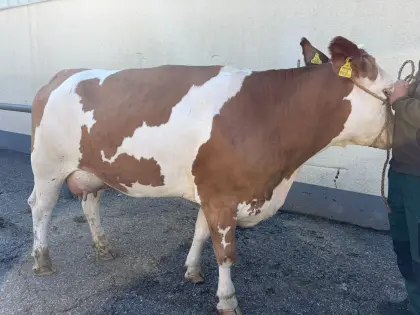 Milchkuh