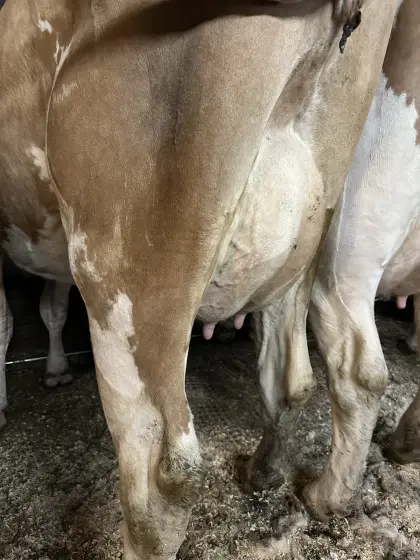 Bio-Jungkuh in Milch