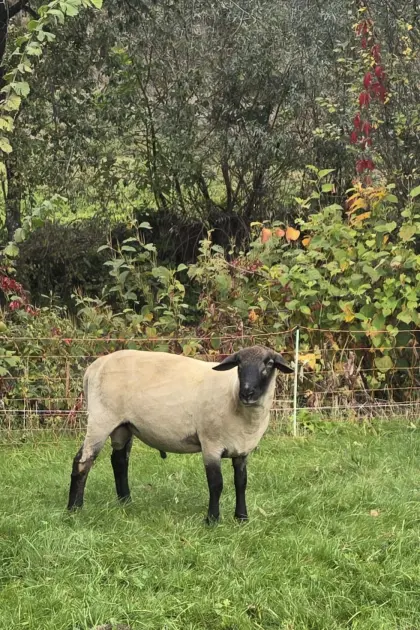 Suffolkwidder