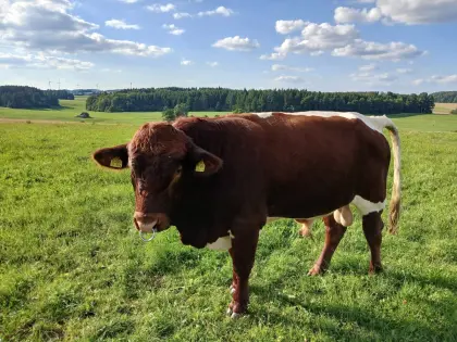 Pinzgauer Fleisch BIO-Bulle