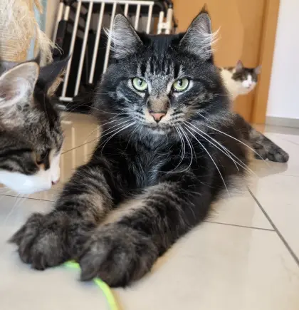 3 wunderschöne Schmusekater