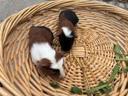 Crested Meerschweinchen