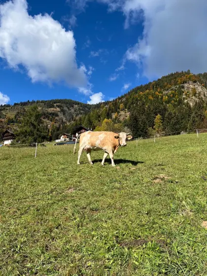 Fleckvieh zu verkaufen