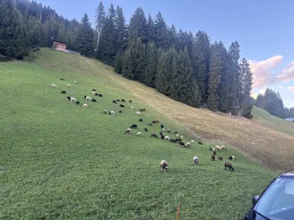 Verkaufe Lammfleisch