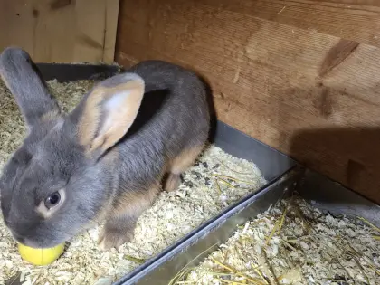 Lohkaninchen feh Rammler 96 Punkte