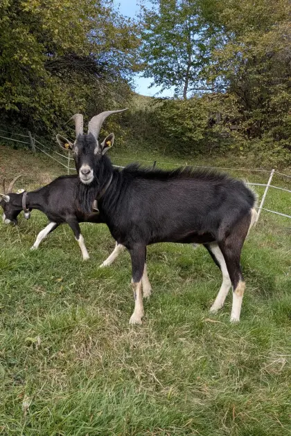 Bock, Bündner Strahlenziege