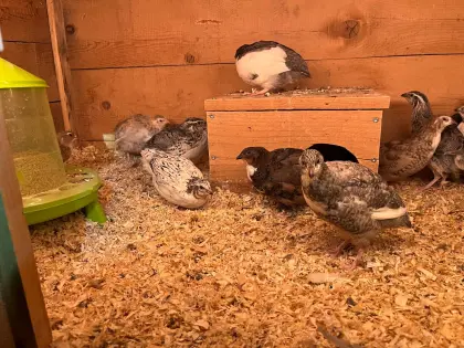 Legewachteln