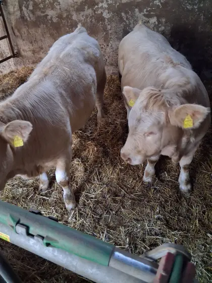 Verkaufe Bio-Kalbinen