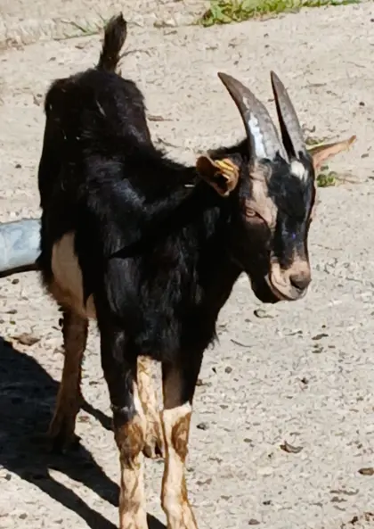 Junger Ziegenbock