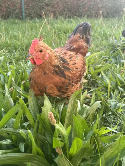 Mix-Hahn, Appenzeller, Blumenhuhn, Hahn, Huhn, Henne, Küken