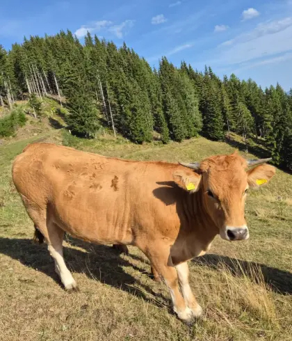 Verkaufe reinrassige Murbodner Zuchtkalbinnen