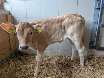 2-mal Bio-Mastkälber (weiblich), 50 % BS, 50 % BA