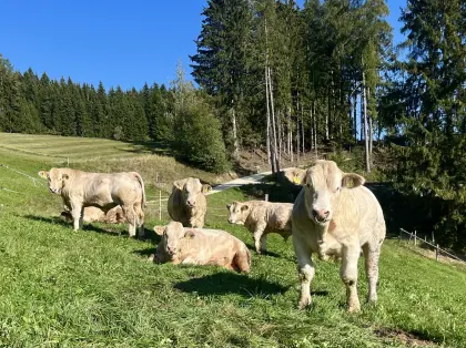 Charolais-Zuchtstiere
