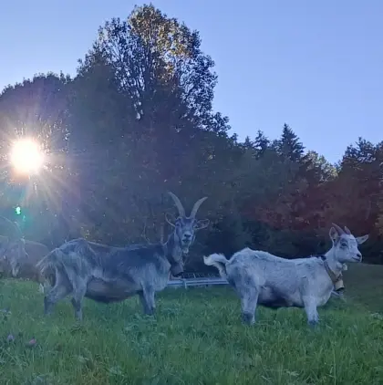 Blobe Ziege mit Kitz