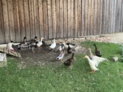 Laufentenpärchen