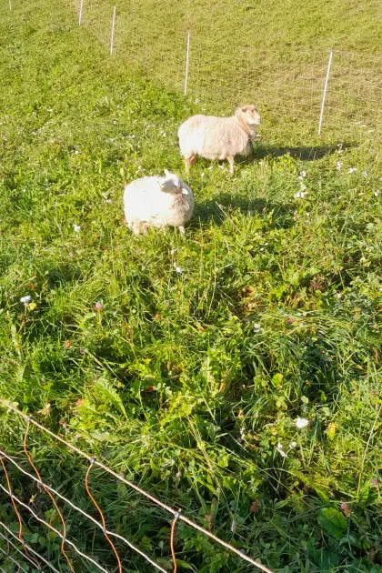 Zwergschaf