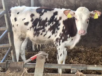 Normande/RF Kalb