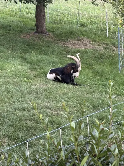 Tauernscheckenbock
