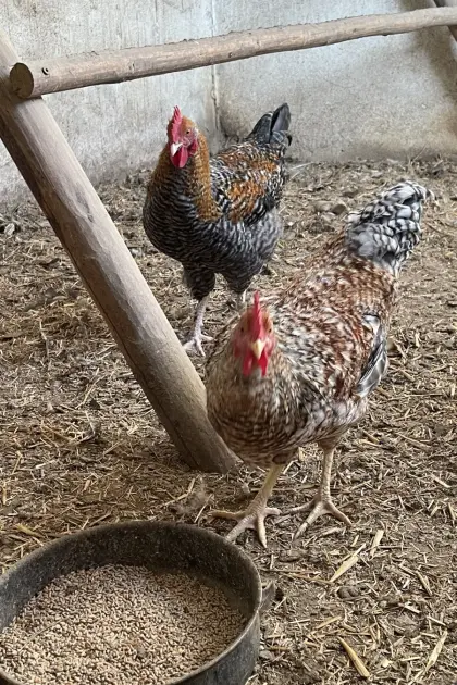 Reinrassiger Bielefelder Hahn