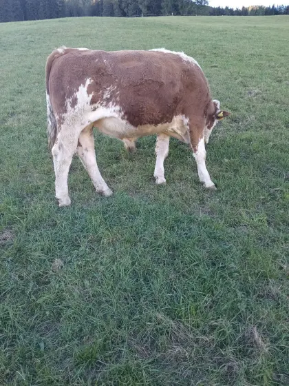 Verkaufe Stier