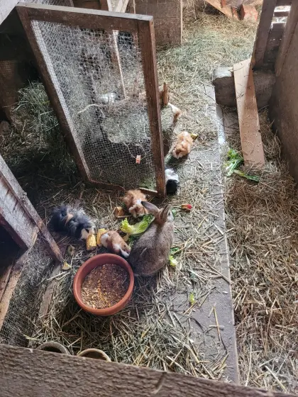 Meerschweinchen