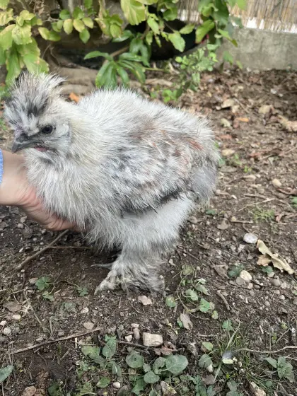 Seidenhuhn, Hahn, Huhn, Henne, Hühner, Küken