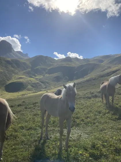 Schönes, gutmütiges Hengstfohlen zu verkaufen