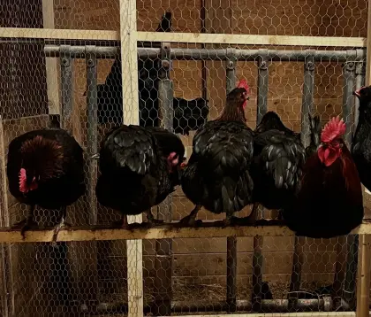 Zwerg-Marans