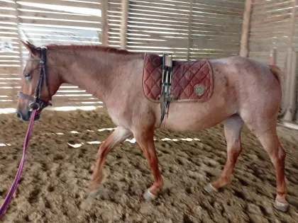 Lipizzaner-Stute