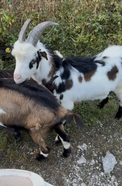 Tauernschecken Ziegenbock, Bio