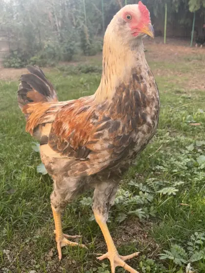 Mix-Hahn, Hahn, Huhn, Henne, Hühner, Küken