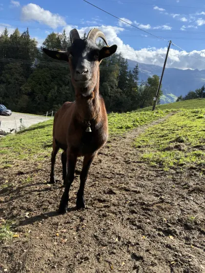 GGZ-Bock