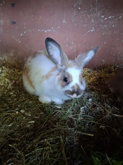 Kaninchen