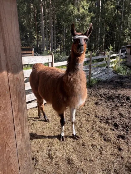 Lama-Hengst