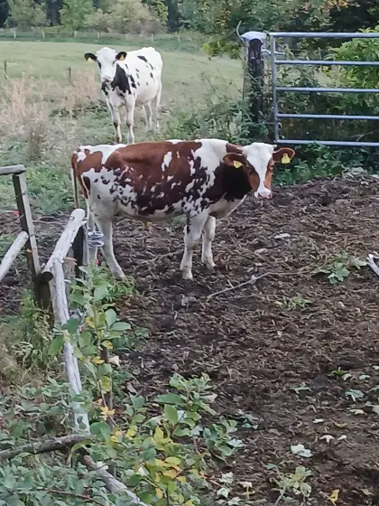 RF-Stier