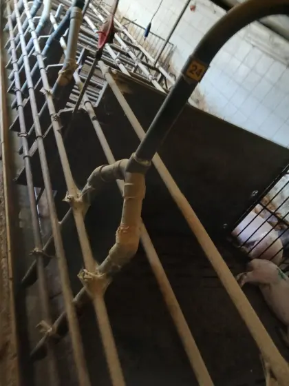 Auflösung eines Schweinestalls