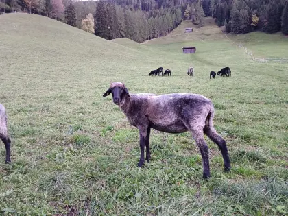 Steinschafe, Kälberln
