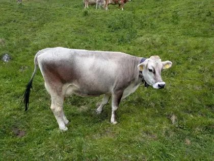 Hornlose Grauviehkuh zu verkaufen!
